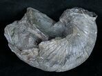 Gryphaea (Devil's Toenail) Fossil Oyster - Jurassic #9905-1